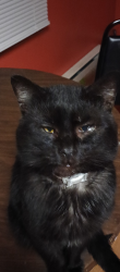 Lost Male Cat last seen Easy street, Polish club , Uniontown, PA 15401