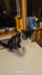 Found/Stray Male Cat last seen East Peachtree St across from Church, Woodruff, SC 29388