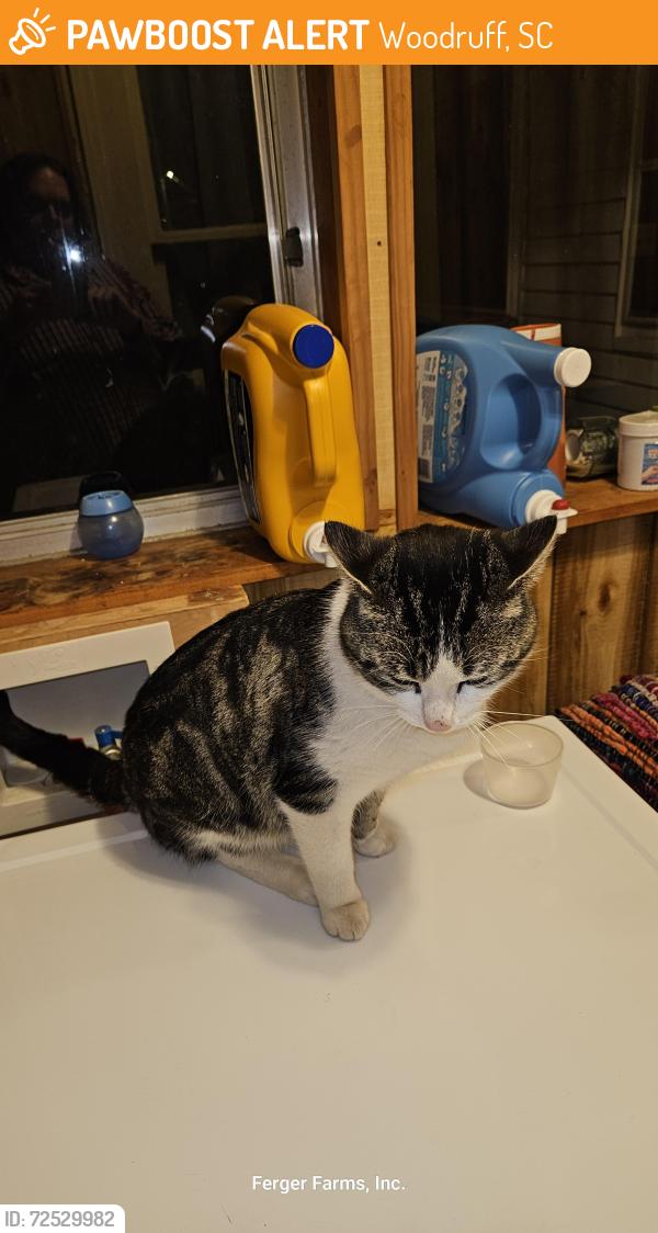 Found/Stray Male Cat last seen East Peachtree St across from Church, Woodruff, SC 29388