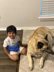 Lost Female Dog last seen Near Rample creek , Missouri City, TX 77459
