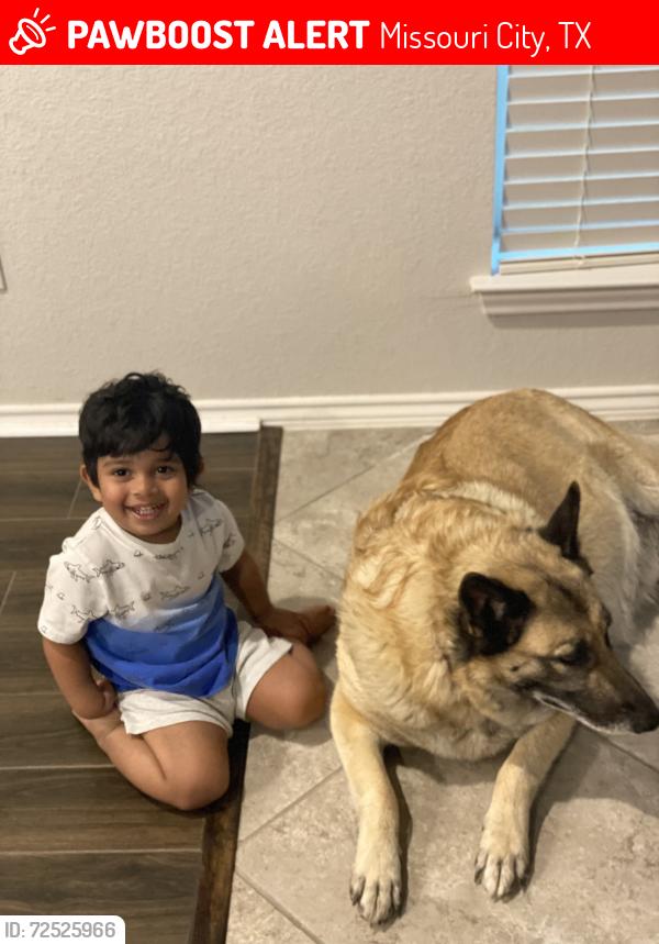 Lost Female Dog last seen Near Rample creek , Missouri City, TX 77459
