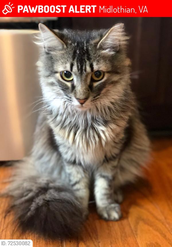 Lost Male Cat last seen Aldengate and Wallingham, Midlothian, VA 23114