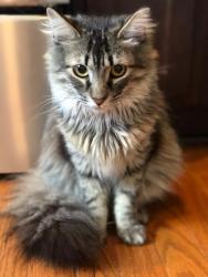 Lost Male Cat last seen Aldengate and Wallingham, Midlothian, VA 23114