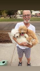 Lost Female Dog last seen Near South 800 West, Salt Lake City, UT 84104