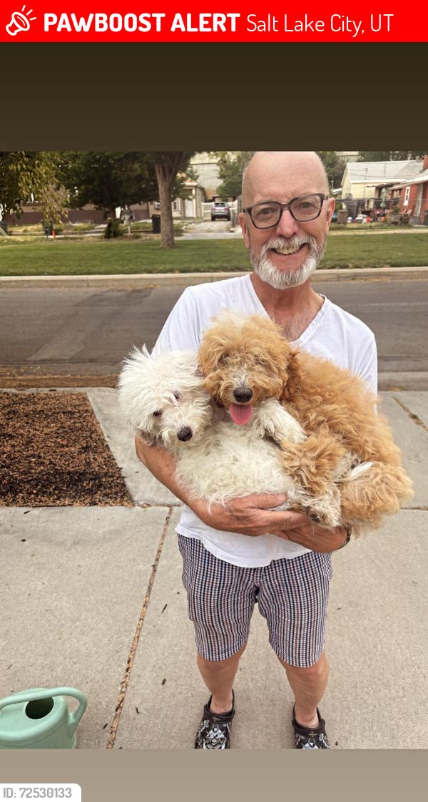 Lost Female Dog last seen Near South 800 West, Salt Lake City, UT 84104