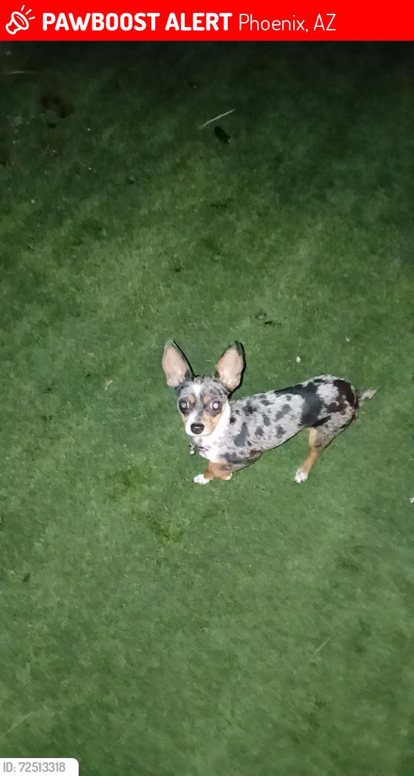 Lost Female Dog last seen 32nd st and tbird , Phoenix, AZ 85032