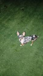 Lost Female Dog last seen 32nd st and tbird , Phoenix, AZ 85032