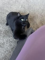 Lost Male Cat last seen Severn dr & gellert dr, Reno, NV 89503