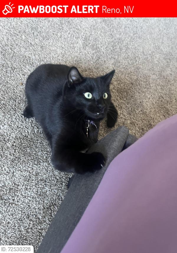 Lost Male Cat last seen Severn dr & gellert dr, Reno, NV 89503