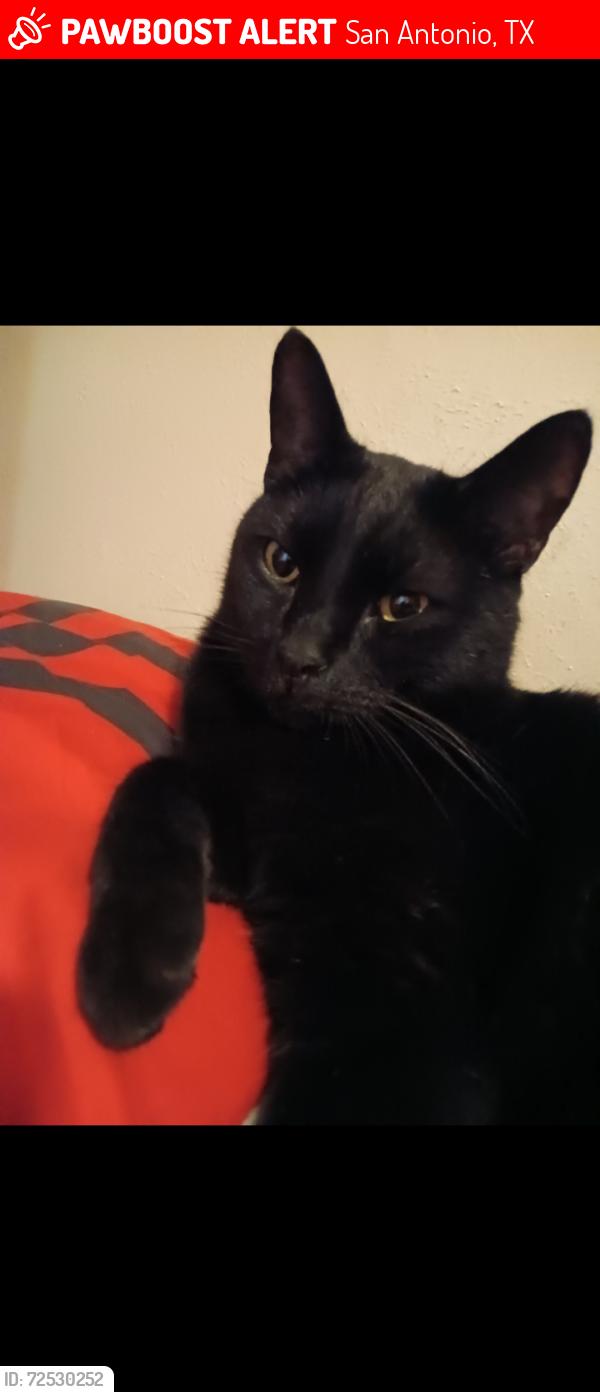 Lost Male Cat last seen Near sacramento st, San Antonio, TX 78201