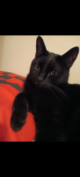 Lost Male Cat last seen Near sacramento st, San Antonio, TX 78201