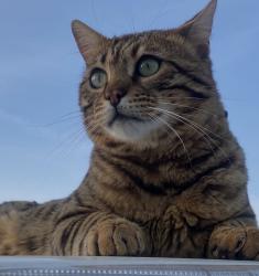 Lost Male Cat last seen Walnut, Carmichael, CA 95608