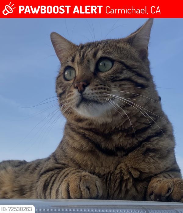 Lost Male Cat last seen Walnut, Carmichael, CA 95608