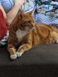 Lost Male Cat last seen Piney Grove Road by Whitehall, Columbia, SC 29210