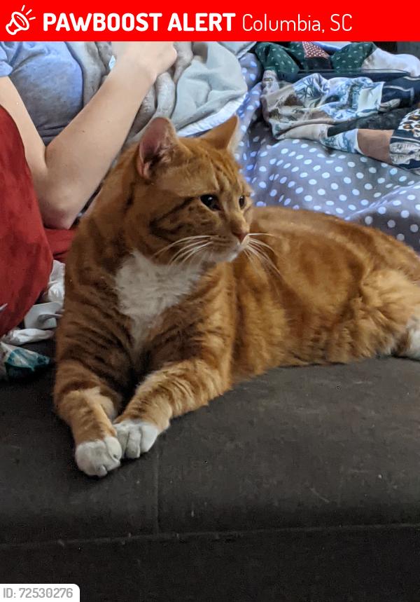 Lost Male Cat last seen Piney Grove Road by Whitehall, Columbia, SC 29210