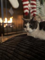 Lost Female Cat last seen Cornuta and Washburn, Downey, CA 90242