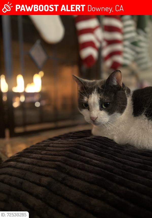 Lost Female Cat last seen Cornuta and Washburn, Downey, CA 90242
