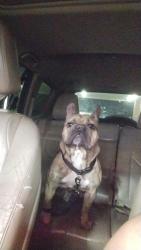 Reunited Female Dog last seen W.e Roberts, Dalway , Jefferson , Grand Prairie, TX 75051