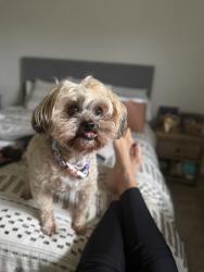 Lost Male Dog last seen Canyon Ranch Drive and Rayford Rd, Montgomery County, TX 77386