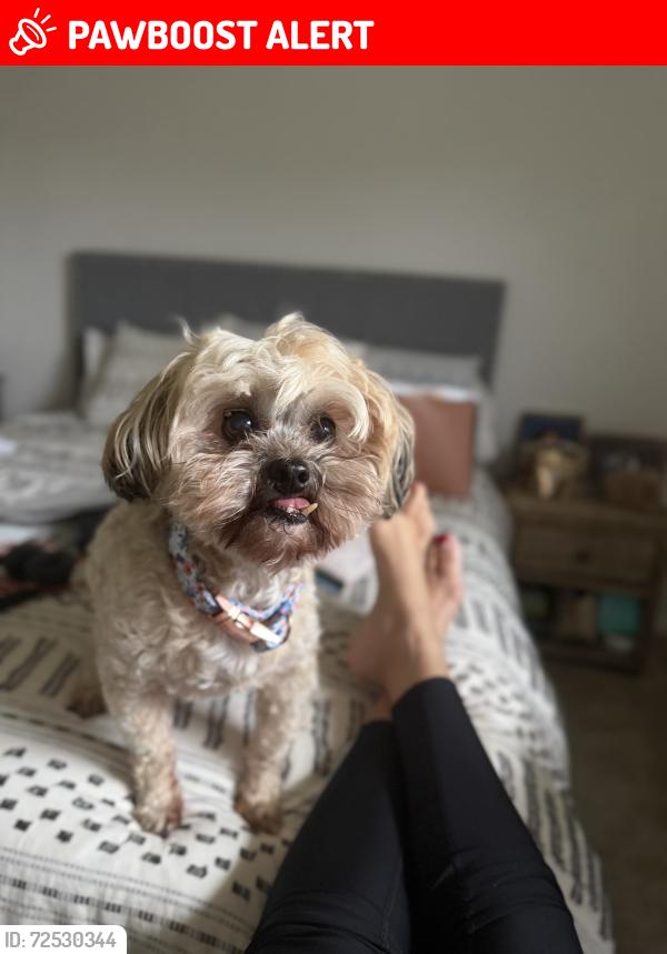 Lost Male Dog last seen Canyon Ranch Drive and Rayford Rd, Montgomery County, TX 77386