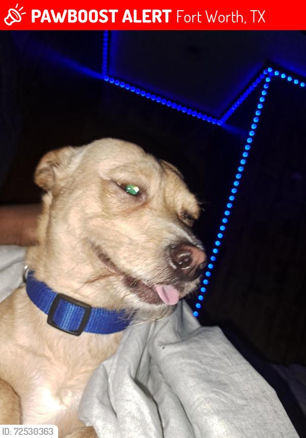 Lost Male Dog last seen Near Chapman st , Fort Worth, TX 76105