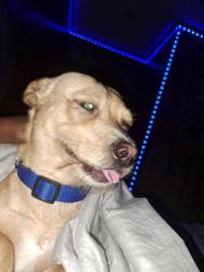 Lost Male Dog last seen Near Chapman st , Fort Worth, TX 76105