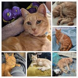 Lost Male Cat last seen Pine and College, Lompoc, CA 93436
