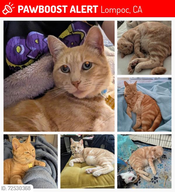 Lost Male Cat last seen Pine and College, Lompoc, CA 93436
