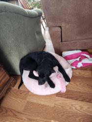 Lost Male Dog last seen Miller's 1 Stop , Elk, WA 99009