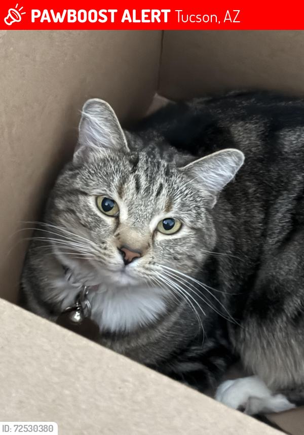 Lost Female Cat last seen Rita Ranch & Houghton, Tucson, AZ 85747