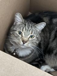 Lost Female Cat last seen Rita Ranch & Houghton, Tucson, AZ 85747