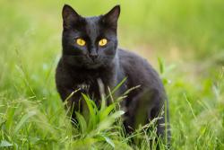 Lost Male Cat last seen Near freeway, Long Beach, CA 90813