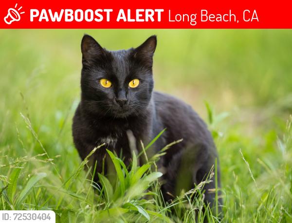 Lost Male Cat last seen Near freeway, Long Beach, CA 90813