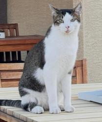 Lost Male Cat last seen McKellips and Stapley , Mesa, AZ 85203