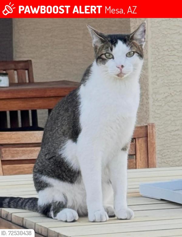 Lost Male Cat last seen McKellips and Stapley , Mesa, AZ 85203
