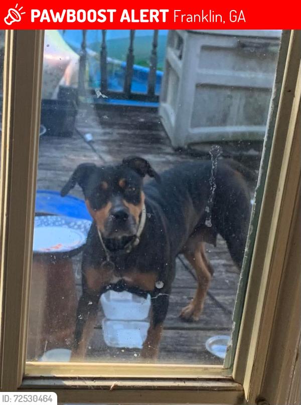Lost Female Dog last seen Victory rd/Whitley ONeal Rd, Franklin, GA 30217