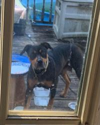 Lost Female Dog last seen Victory rd/Whitley ONeal Rd, Franklin, GA 30217