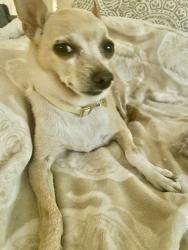 Lost Male Dog last seen Parlor Bar parking lot , Whittier, CA 90605