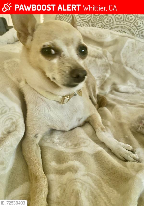 Lost Male Dog last seen Parlor Bar parking lot , Whittier, CA 90605