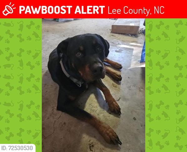 Lost Male Dog last seen Pickard/NC42, Lee County, NC 27330
