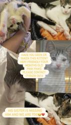 Lost Male Cat last seen Clawson St & Greeley Ave, Staten Island, New York, 10306-3233, Staten Island, NY 10306