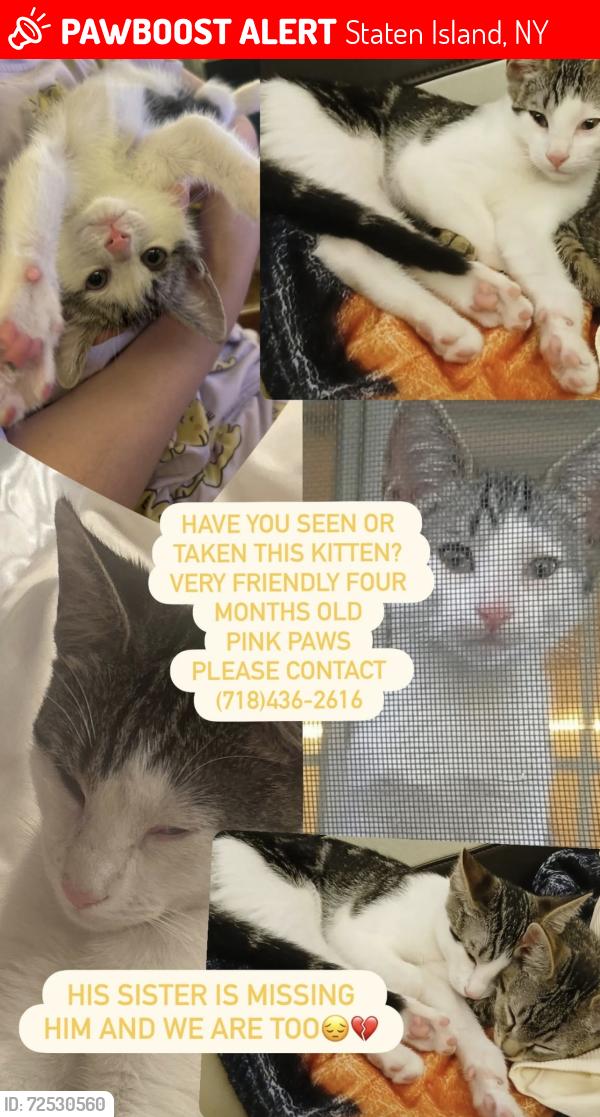 Lost Male Cat last seen Clawson St & Greeley Ave, Staten Island, New York, 10306-3233, Staten Island, NY 10306