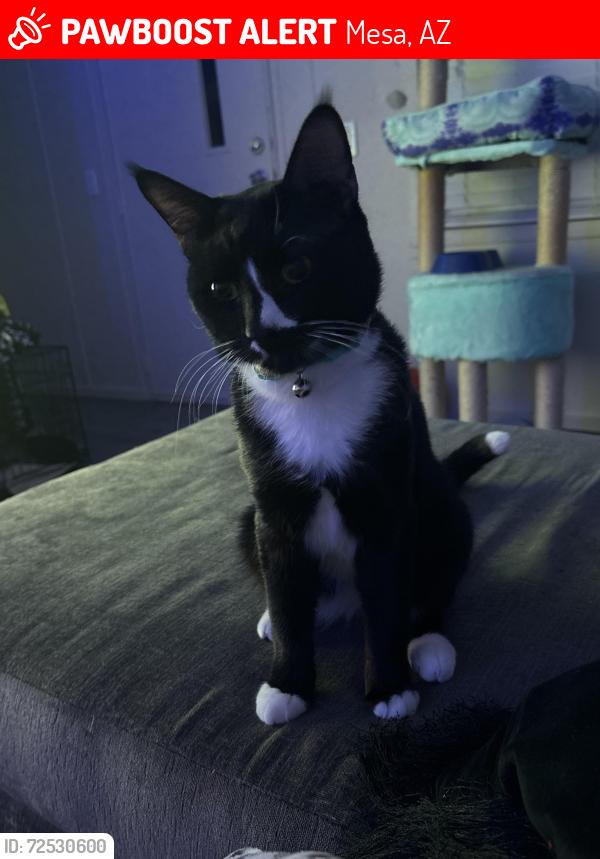 Lost Male Cat last seen McKellips, Mesa, AZ 85203
