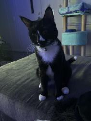 Lost Male Cat last seen McKellips, Mesa, AZ 85203