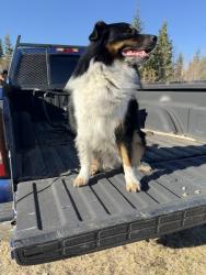 Lost Male Dog last seen twp Rd 560 & Range Rd 20 , Lac Ste. Anne County, AB T0E