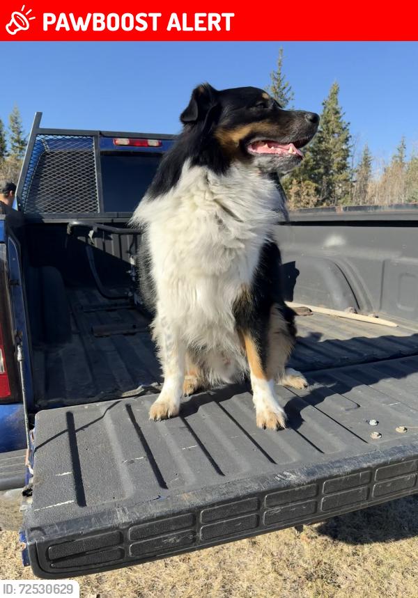 Lost Male Dog last seen twp Rd 560 & Range Rd 20 , Lac Ste. Anne County, AB T0E