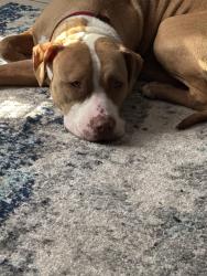 Lost Female Dog last seen Spanish pond Rd, Spanish Lake, MO 63138