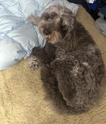 Lost Female Dog last seen Foxlair Road off of New Hope Church, Chapel Hill, NC 27516, Orange County, NC 27514
