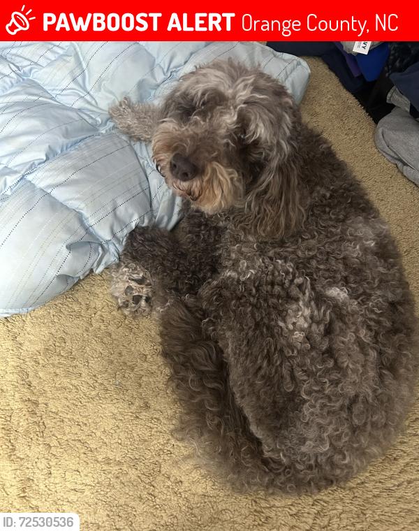 Lost Female Dog last seen Foxlair Road off of New Hope Church, Chapel Hill, NC 27516, Orange County, NC 27514