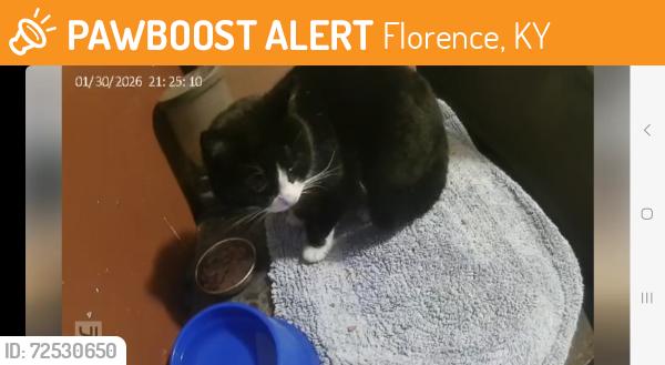 Found/Stray Unknown Cat last seen Oakbrook/centrecrest lane, Florence, KY 41042